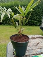 Palmbomen winterhard (trachycarpus Fortunei), Tuin en Terras, Ophalen