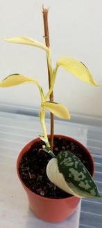 Scindapsus mayari variegata, Huis en Inrichting, Ophalen