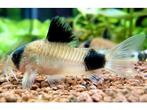 Corydoras, Dieren en Toebehoren, Vissen | Aquariumvissen, Vis, Zoetwatervis, Schoolvis