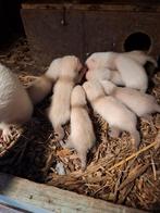 Frettenpups, Dieren en Toebehoren, Pluimvee