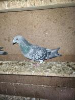 Reis duiven 7 duiven 50€, Tickets en Kaartjes