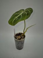 Philodendron gloriosum, Ophalen of Verzenden