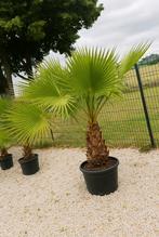Washingtonia robusta palmboom 3-7 stam - 10 graden LEVERING, Ophalen of Verzenden, Winter, In pot, Olijfboom