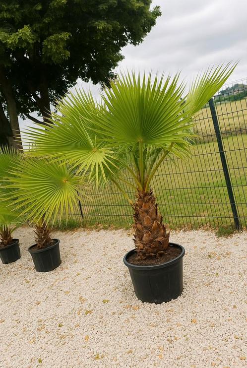 Washingtonia robusta palmboom 3-7 stam - 10 graden LEVERING, Tuin en Terras, Planten | Bomen, Olijfboom, Winter, In pot, Ophalen of Verzenden