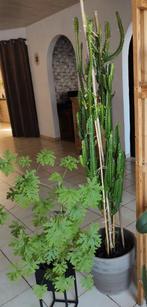 Grand cactus, 1m50 en très bon état,, Maison & Meubles, Plantes d'intérieur, Cactus, Ombre partielle, En pot, Plante verte