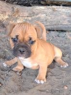 Super sociale pups, Dieren en Toebehoren, België, Particulier, 8 tot 15 weken, Teef