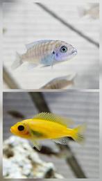 Maylandia Estherae minos reef malawi cichliden hobbykweek, Dieren en Toebehoren, Vissen | Aquariumvissen, Vis, Zoetwatervis