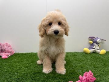 Maltipoo pups beschikbaar voor biedingen