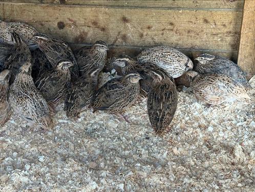 Japanse kwartels hennen en hanen, Dieren en Toebehoren, Pluimvee