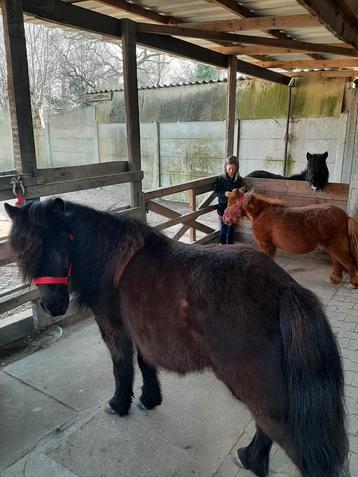 Pony verjaardags feestje beschikbaar voor biedingen