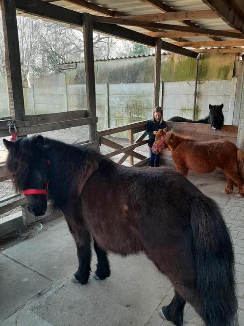 Pony verjaardags feestje, Dieren en Toebehoren, Overige Dieren