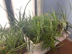 100+ Aloë Vera’s, potten inclusief. (Alles moet weg), Huis en Inrichting, Kamerplanten, Ophalen, Vetplant, Halfschaduw, In pot