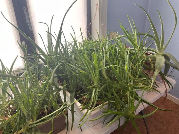 100+ Aloë Vera’s, potten inclusief. (Alles moet weg), Huis en Inrichting, Kamerplanten, Vetplant, Minder dan 100 cm, Groene kamerplant