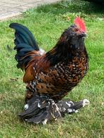 Ukkelse baardkriel haan, Dieren en Toebehoren, Pluimvee, Mannelijk, Kip
