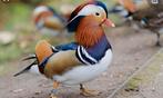 Mandarijneend, Dieren en Toebehoren, Pluimvee, Meerdere dieren, Eend