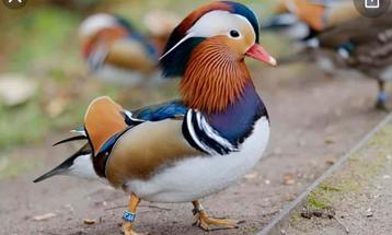 Mandarijneend, Plusieurs animaux, Canard