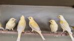 Waterslagers KBF geringd 2025, Dieren en Toebehoren, Vogels | Kanaries