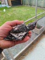 Valkparkieten die tam gemaakt worden, Dieren en Toebehoren, Vogels | Parkieten en Papegaaien, Geringd