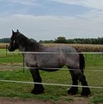 Trekpaard blauwschimmel, Dieren en Toebehoren, Paarden, Merrie, Gechipt, 3 tot 6 jaar, Onbeleerd