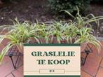 Graslelie, Huis en Inrichting, Kamerplanten, 100 tot 150 cm, Halfschaduw, Ophalen, Groene kamerplant