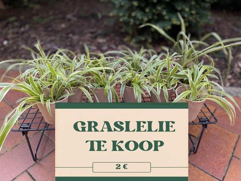 Graslelie, Huis en Inrichting, Kamerplanten, Vetplant, 100 tot 150 cm, Groene kamerplant, Halfschaduw, Ophalen
