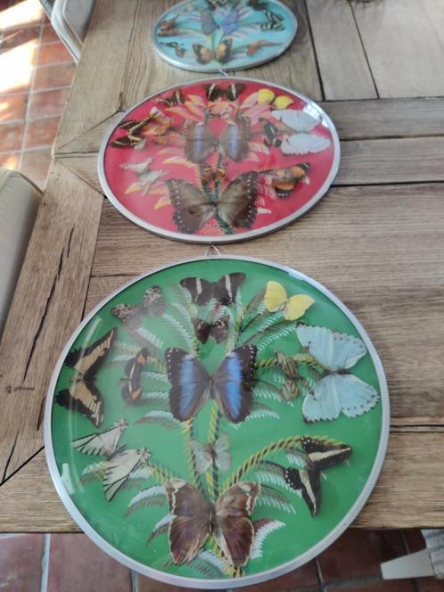 3 kaders met opgezette spinnen seventies per kader te koop, Dieren en Toebehoren, Insecten en Spinnen