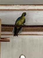 Perruches, Femelle, Perruche, Bagué