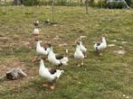 Gent Vlaamse gans, Dieren en Toebehoren