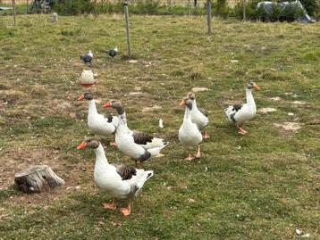 Gent Vlaamse gans