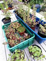 Sedum en  Muurleeuwenbek, in Mortsel, Tuin en Terras, Planten | Tuinplanten, Ophalen