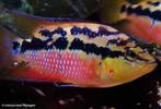 Trichromis Salvini rio chacamax, Dieren en Toebehoren, Vissen | Aquariumvissen, Zoetwatervis, Vis