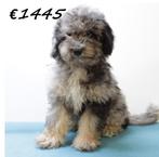 Aussiedoodle pups te koop, 15 weken tot 1 jaar, Buitenland, CDV (hondenziekte), Meerdere