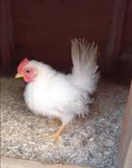 GEZOCHT Serama wit zijdeveer haantje, Dieren en Toebehoren, Pluimvee