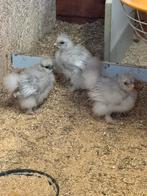 Trio zijdehoen kuikens, Dieren en Toebehoren, Geslacht onbekend