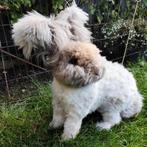Ras zuiver Engelse Angora konijnen., Dieren en Toebehoren