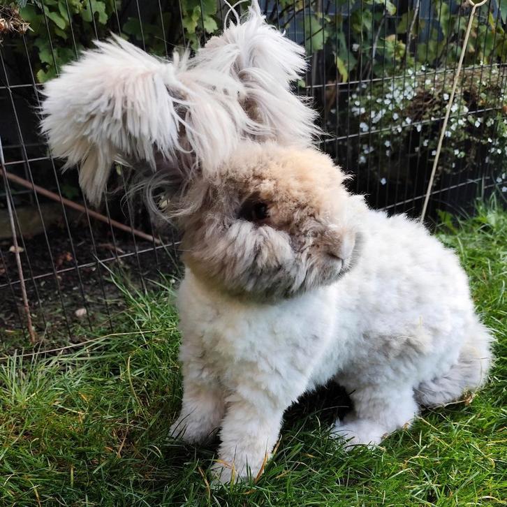 Ras zuiver Engelse Angora konijnen., Dieren en Toebehoren, Konijnen