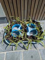 Spider plant/ Chlorophytum comosum, Tuin en Terras, Ophalen