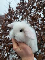 Super tam nederlands dwerg hangoortje voedster BO, Animaux & Accessoires