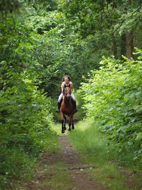 Halve stal gezocht, Dieren en Toebehoren, Paarden, Merrie