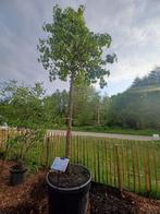 Liquidambar styraciflua amberboom, Ophalen, Halfschaduw