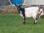 Tricolore bokje., Animaux & Accessoires, Moutons, Chèvres & Cochons, Mâle, Chèvre, 0 à 2 ans