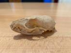 Genekat schedel, Comme neuf, Crâne, Animal sauvage, Enlèvement ou Envoi