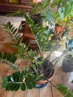 Zamioculcas zamiifolia, Ophalen
