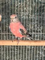 2 opaline bourkes parkiet van 2025, Dieren en Toebehoren, Meerdere dieren, Parkiet