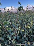 Berk (wit) Betula pendula, Enlèvement