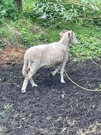 Wiltshire Horn, Mouton, Femelle, 0 à 2 ans