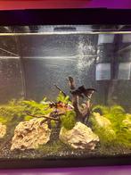 Aquarium hoornblad plant te ruil/ te koop, Ophalen of Verzenden, Nieuw, Plant(en), Steen of Hout