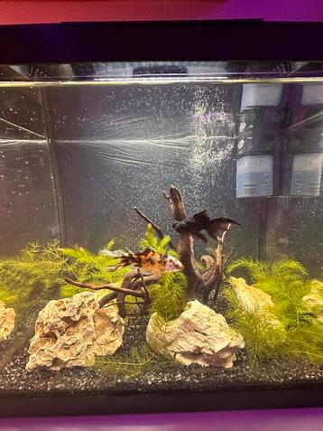 Aquarium hoornblad plant te ruil/ te koop beschikbaar voor biedingen