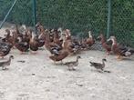 Eenden rouaan loopeend barberie , kwakers, carolina, ganzen, Plusieurs animaux, Canard