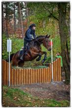 Leuk 16 jarig allrounder paard te koop, Dieren en Toebehoren, Paarden, Springpaard, Gechipt, Ruin, 170 tot 175 cm